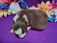 Chichi, a female Border Collie for sale in Norborne, MO – Photo 2 of 10