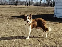 Chichi, a female Border Collie for sale in Norborne, MO – Photo 9 of 10