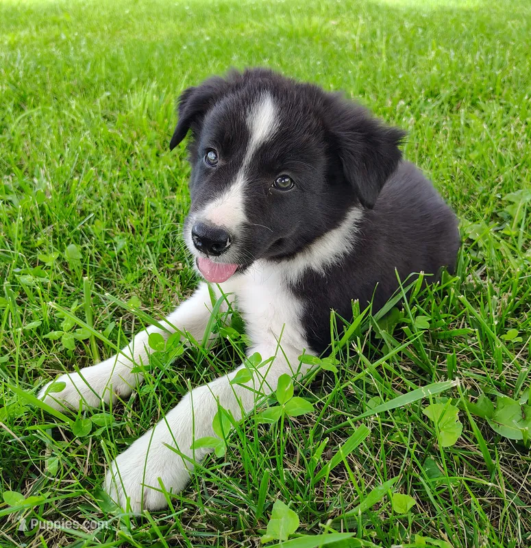 Finnley – Border Collie puppy for sale in Norborne, MO
