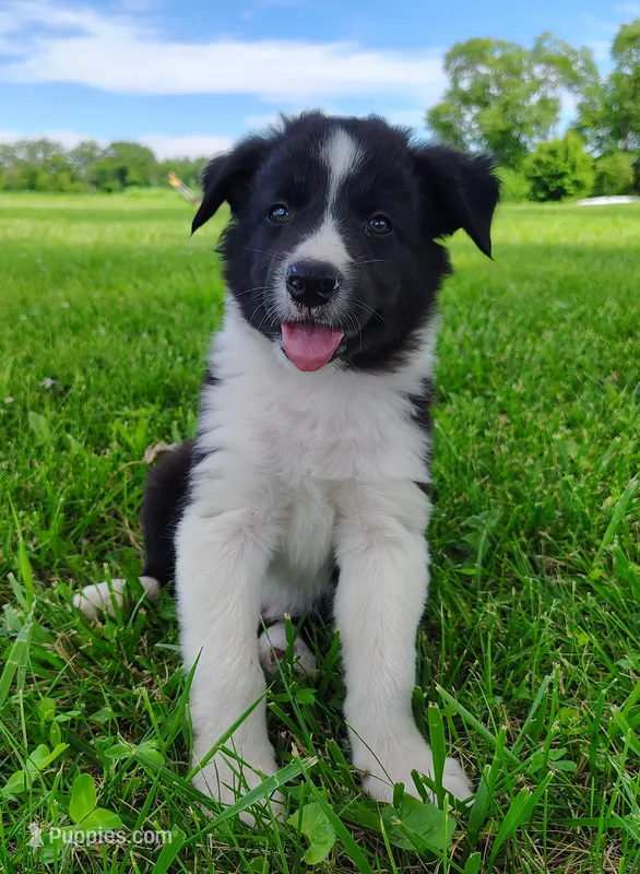 Finnley – Border Collie puppy for sale in Norborne, MO