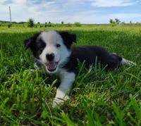 Skipper, a male Border Collie for sale in Norborne, MO – 10 of 10