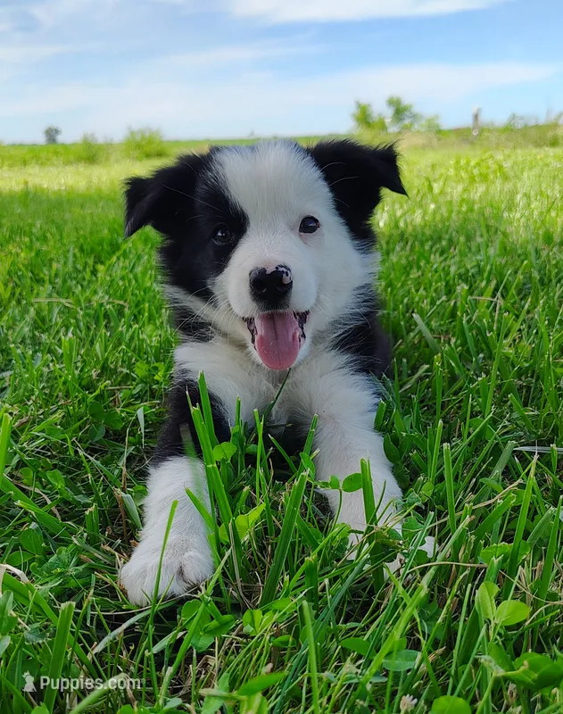 Skipper – Border Collie puppy for sale in Norborne, MO
