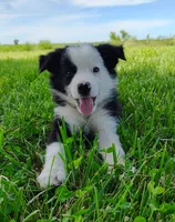 Skipper, a male Border Collie for sale in Norborne, MO – 1 of 10