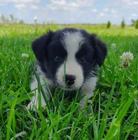 Echo, a female Border Collie for sale in Norborne, MO – 3 of 10
