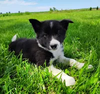 Giligan, a male Border Collie for sale in Norborne, MO – 10 of 10