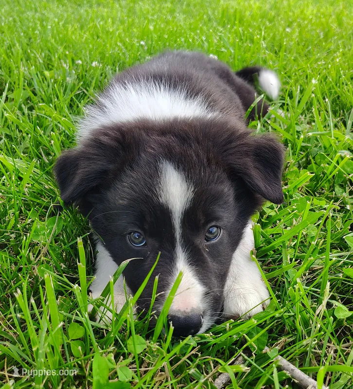 Finnley – Border Collie puppy for sale in Norborne, MO