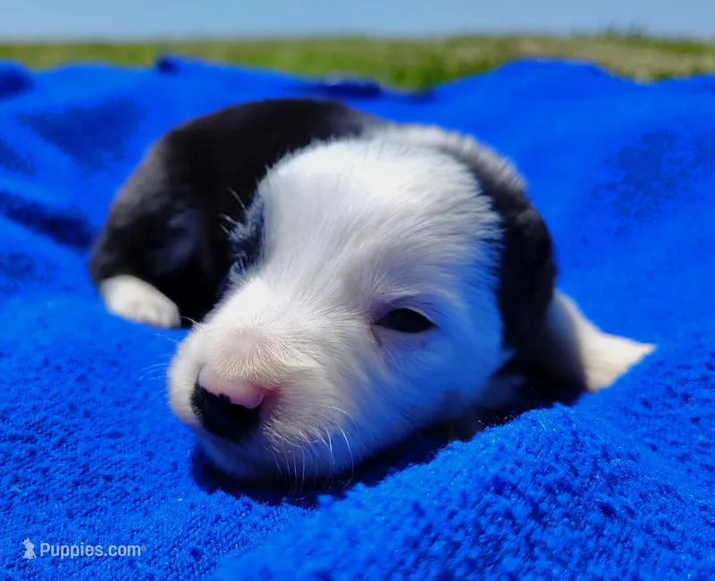 Skipper – Border Collie puppy for sale in Norborne, MO