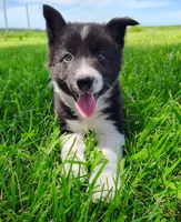 Giligan, a male Border Collie for sale in Norborne, MO – 5 of 10