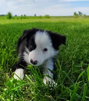 Skipper, a male Border Collie for sale in Norborne, MO – 6 of 10