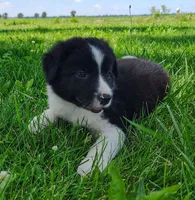 Finnley, a male Border Collie for sale in Norborne, MO – 8 of 10