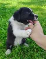 Finnley, a male Border Collie for sale in Norborne, MO – 3 of 10