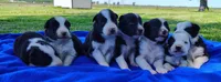 Finnley, a male Border Collie for sale in Norborne, MO – 7 of 10