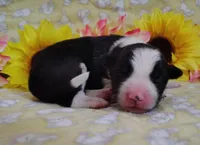 Piper , a female Border Collie for sale in Norborne, MO – Photo 6 of 9