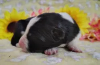 Piper , a female Border Collie for sale in Norborne, MO – Photo 3 of 9