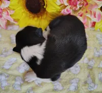 Piper , a female Border Collie for sale in Norborne, MO – Photo 5 of 9