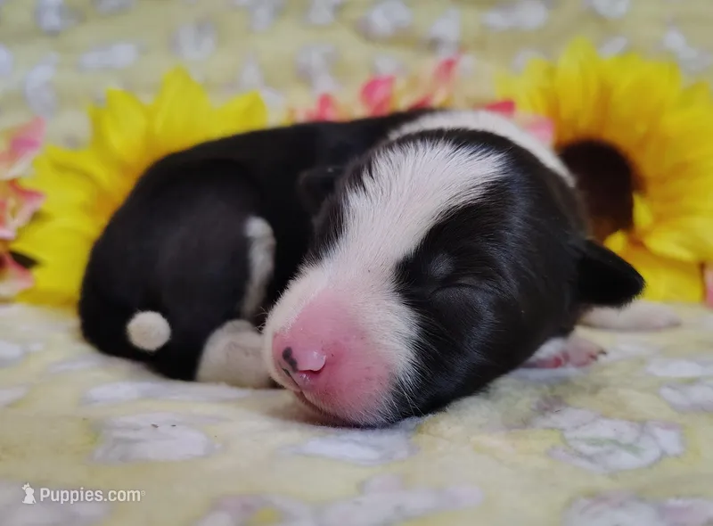 Piper  – Border Collie puppy for sale in Norborne, MO