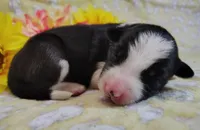 Piper , a female Border Collie for sale in Norborne, MO – Photo 2 of 9