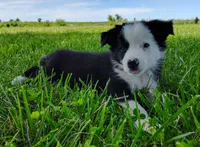 Skipper, a male Border Collie for sale in Norborne, MO – 8 of 10