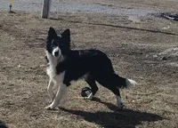 Finnley, a male Border Collie for sale in Norborne, MO – 9 of 10