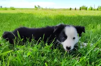 Skipper, a male Border Collie for sale in Norborne, MO – 7 of 10