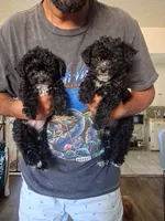 Dark roast, a male Yorkipoo for sale in Los Angeles, CA – 2 of 3