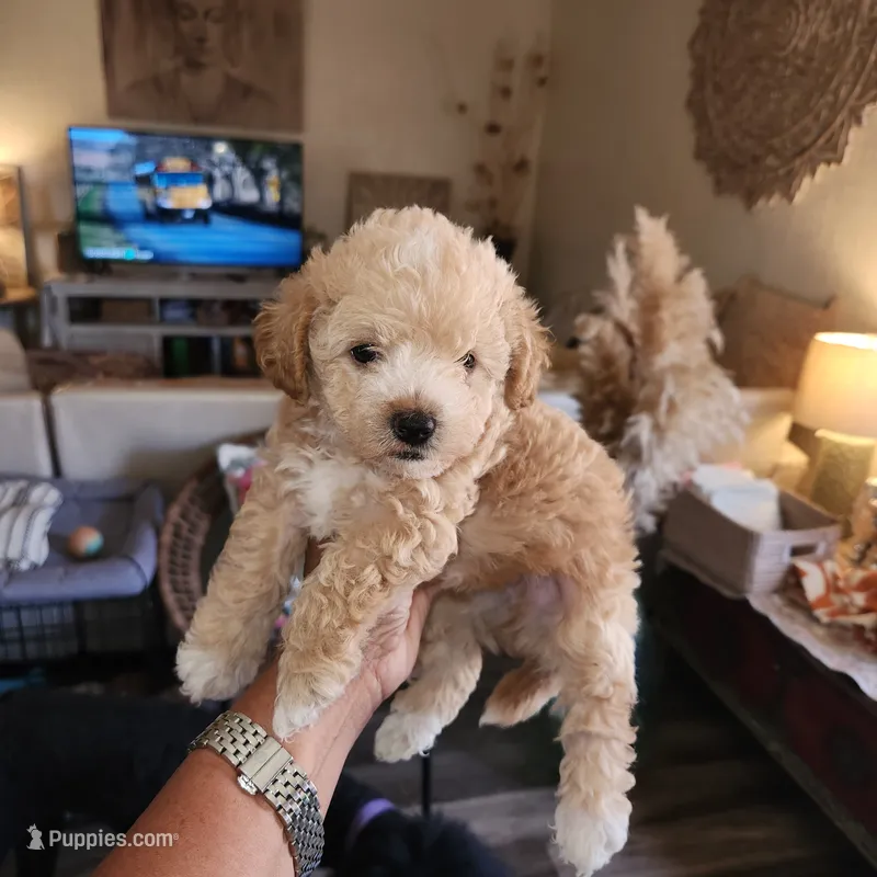 Cappuccino  – Yorkipoo puppy for sale in Los Angeles, CA