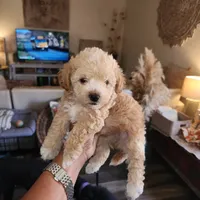 Cappuccino , a male Yorkipoo for sale in Los Angeles, CA – 1 of 4