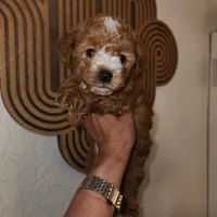 Cappuccino , a male Yorkipoo for sale in Los Angeles, CA – 4 of 4