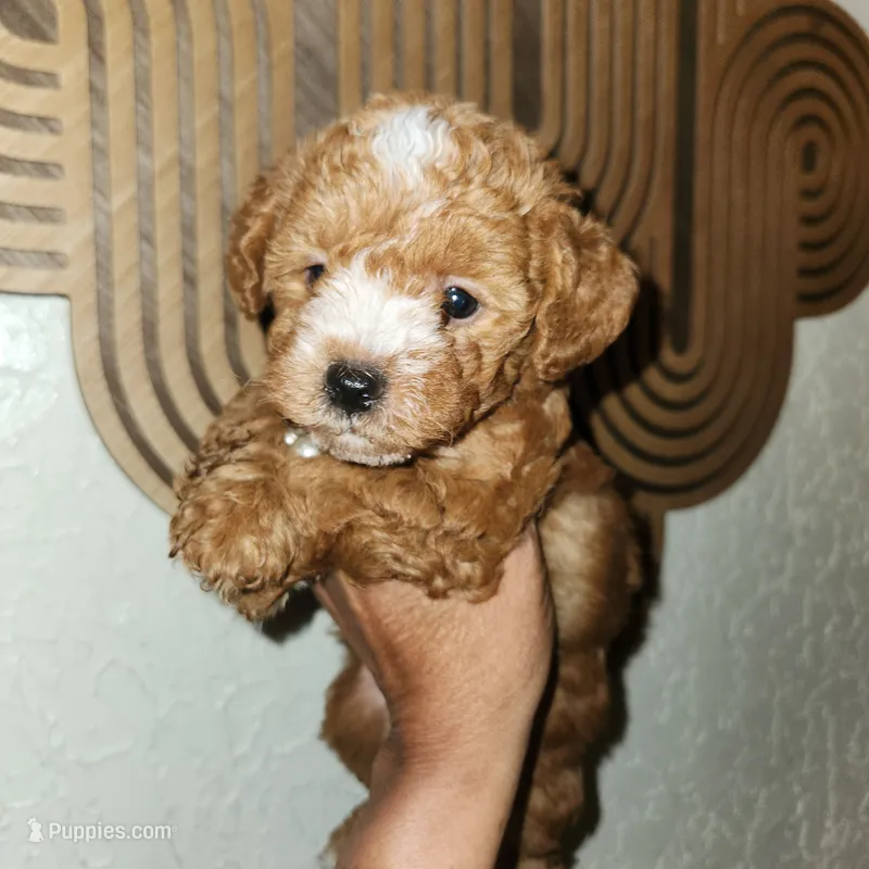 Dark roast – Yorkipoo puppy for sale in Los Angeles, CA