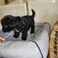Cappuccino , a male Yorkipoo for sale in Los Angeles, CA – 2 of 4