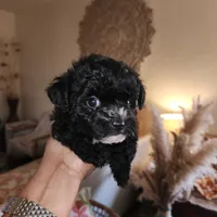 Cappuccino , a male Yorkipoo for sale in Los Angeles, CA – 3 of 4