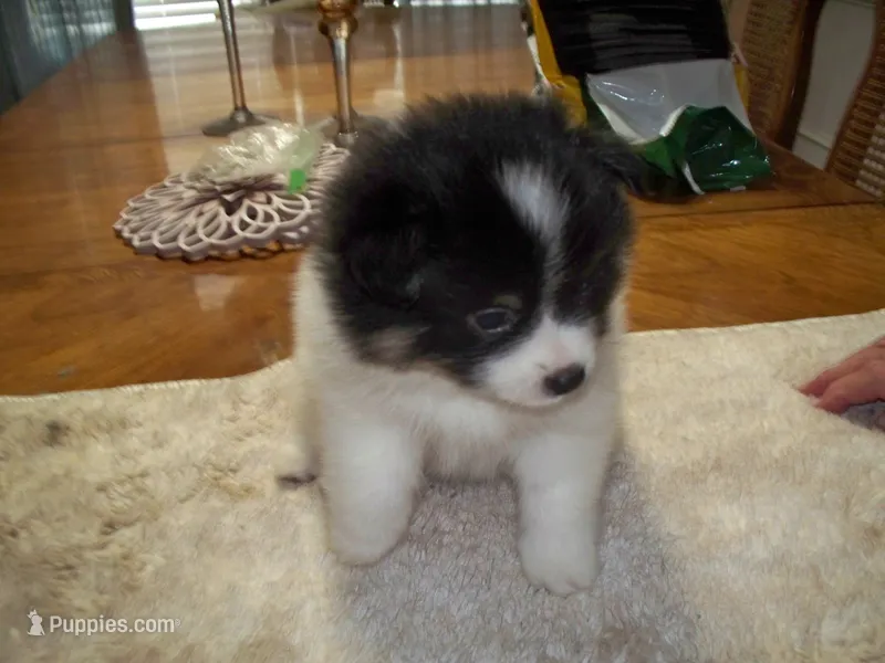 oreo – Pomeranian puppy for sale in Interlachen, FL