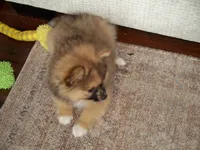 snicker, a male Pomeranian for sale in Interlachen, FL – 2 of 6