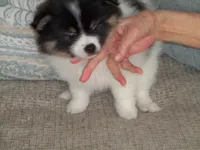oreo, a male Pomeranian for sale in Interlachen, FL – 2 of 5