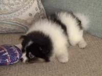 oreo, a male Pomeranian for sale in Interlachen, FL – 3 of 5