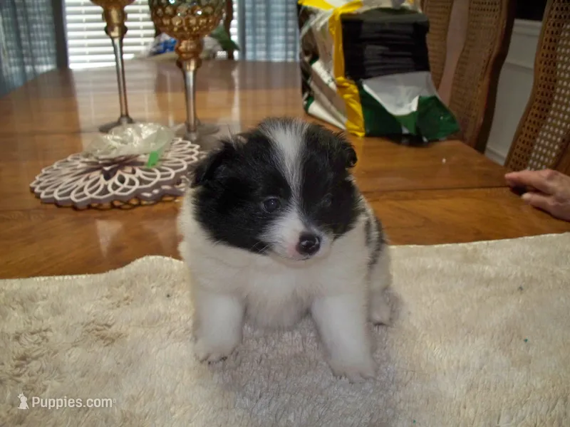 double stuff – Pomeranian puppy for sale in Interlachen, FL