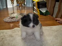 double stuff, a female Pomeranian for sale in Interlachen, FL – 1 of 1
