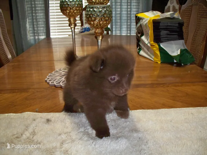 chip – Pomeranian puppy for sale in Interlachen, FL