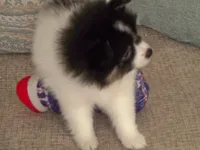 oreo, a male Pomeranian for sale in Interlachen, FL – 5 of 5