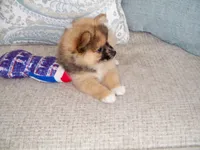 snicker, a male Pomeranian for sale in Interlachen, FL – 4 of 6