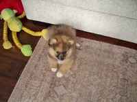 snicker, a male Pomeranian for sale in Interlachen, FL – 3 of 6