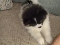 oreo, a male Pomeranian for sale in Interlachen, FL – 4 of 5
