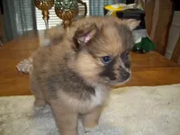 snicker, a male Pomeranian for sale in Interlachen, FL – 1 of 1