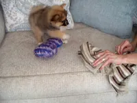 snicker, a male Pomeranian for sale in Interlachen, FL – 5 of 6