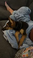 Echo, a female German Shepherd Dog for sale in Farmville, NC – 2 of 4