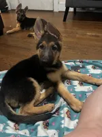 Echo, a female German Shepherd Dog for sale in Farmville, NC – 3 of 4