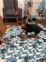 Echo, a female German Shepherd Dog for sale in Farmville, NC – 4 of 4