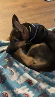 Echo, a female German Shepherd Dog for sale in Farmville, NC – 1 of 4