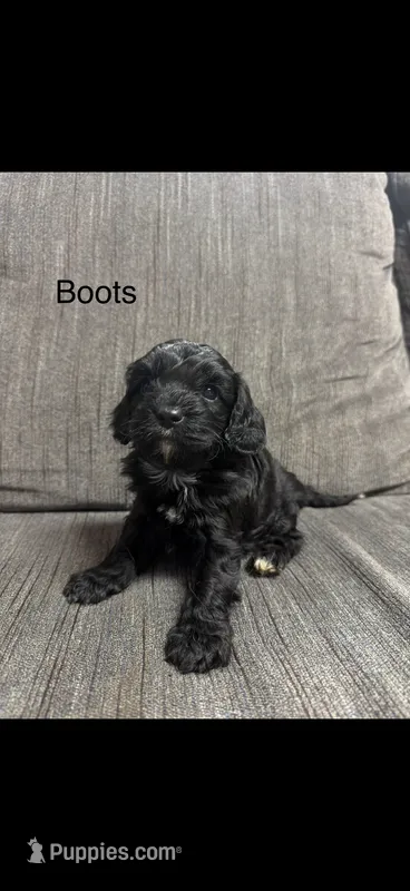 Boots  – Cavapoo puppy for sale in Sacramento, CA