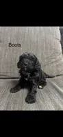 Boots , a male Cavapoo for sale in Sacramento, CA – 1 of 1